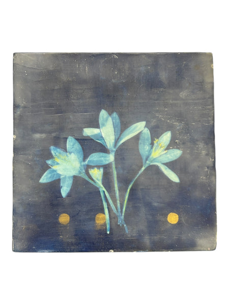 Crocus
