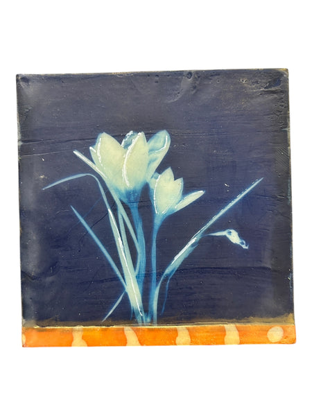 Crocus